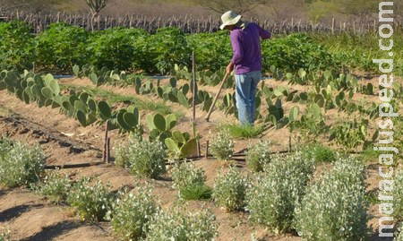 No assentamento Alambari, em Sidrolândia, os agricultores assentados receberam 183 Títulos de Domínio