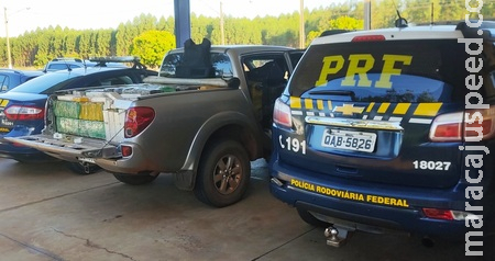 PRF apreende 1,2 tonelada de maconha, munições de fuzil e recupera caminhonete em Três Lagoas PRF apreende 1,2 tonelada de maconha, munições de fuzil e recupera caminhonete em Três Lagoas