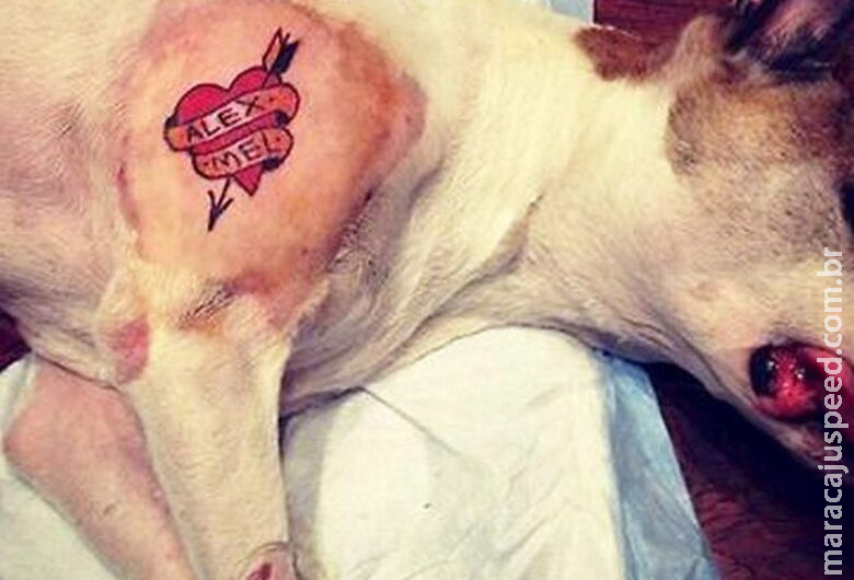 Proibição de tatuagem em pets avança na Comissão de Meio Ambiente