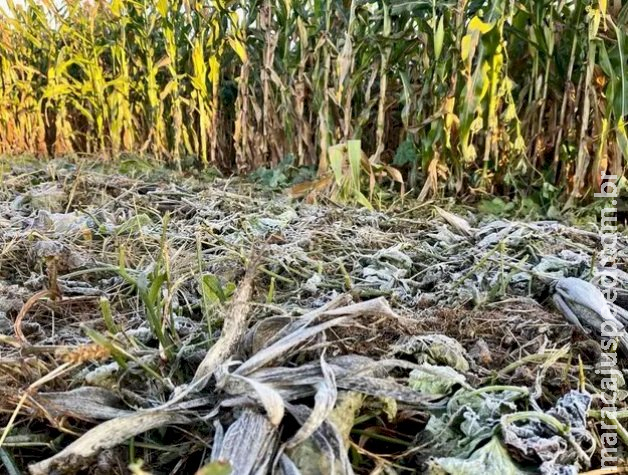 Semana começa com geada e mínima de 2ºC em Mato Grosso do Sul Semana começa com geada e mínima de 2ºC em Mato Grosso do Sul