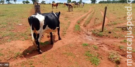 Assentado é denunciado por deixar gado solto e causar prejuízos aos vizinhos em Sidrolândia Assentado é denunciado por deixar gado solto e causar prejuízos aos vizinhos em Sidrolândia