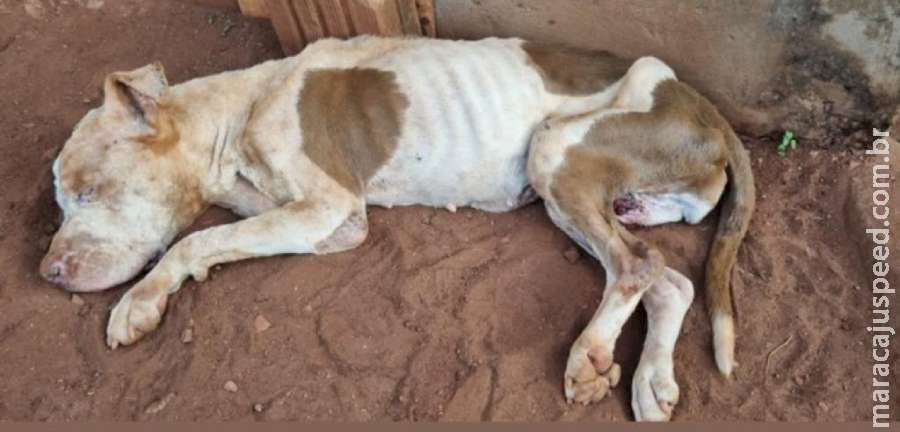 Dono é preso após deixar pitbull de 16 anos com câncer sem tratamento em Campo Grande