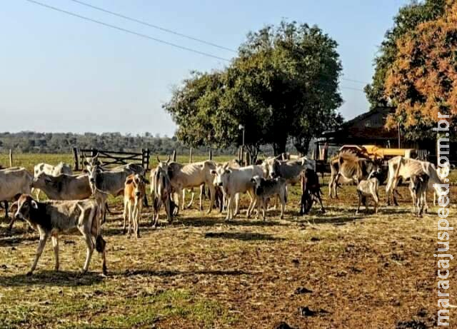 Gado morre de fome e proprietária é multada em R$ 8 mil por maus-tratos Gado morre de fome e proprietária é multada em R$ 8 mil por maus-tratos