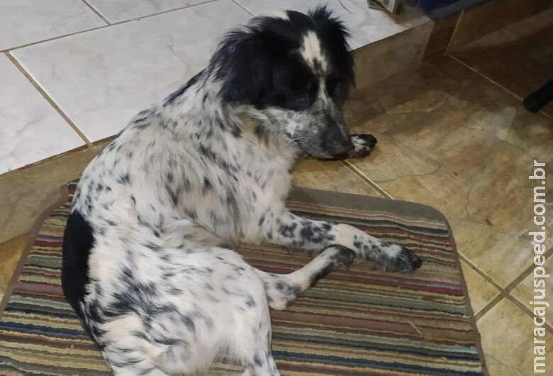 Homem é preso e multado em R$ 2 mil por tentar matar cachorro Homem é preso e multado em R$ 2 mil por tentar matar cachorro