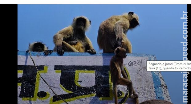 Macacos sequestram bebê na Índia; criança morreu Macacos sequestram bebê na Índia; criança morreu