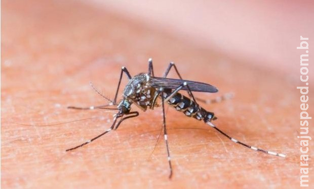 Mulher de 55 anos é o 15° óbito por dengue em MS neste ano Mulher de 55 anos é o 15° óbito por dengue em MS neste ano