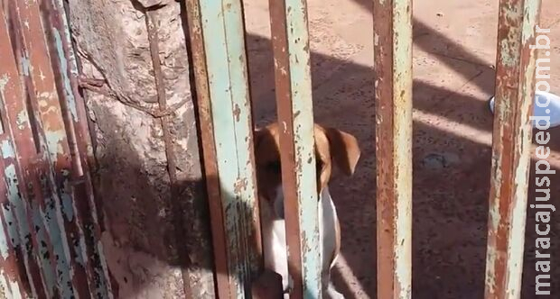 Mulher denuncia vizinho por envenenar cachorros em Dourados Mulher denuncia vizinho por envenenar cachorros em Dourados