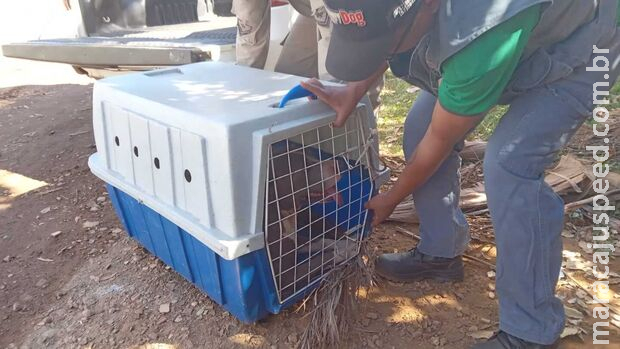 Mulher quase perde braço e perna após ataque de Pitbull em Campo Grande Mulher quase perde braço e perna após ataque de Pitbull em Campo Grande