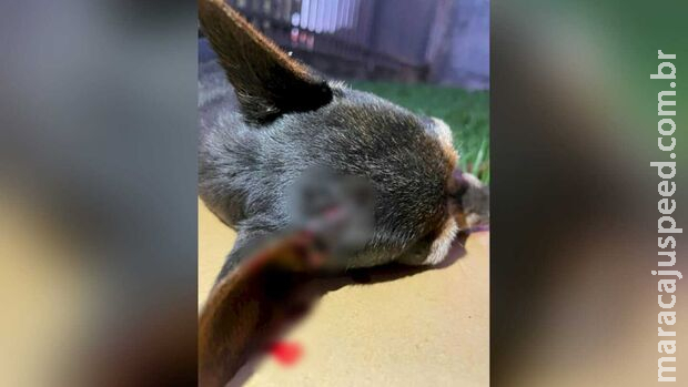 Pinscher é encontrada morta com tiro na cabeça em MS Pinscher é encontrada morta com tiro na cabeça em MS