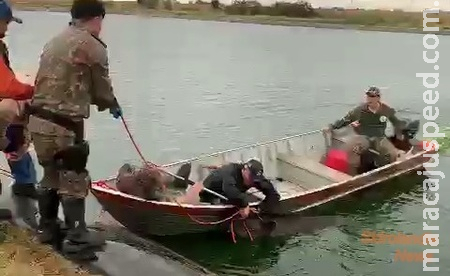 PMA resgata duas antas de 270 kg cada uma na lagoa de tratamento de esgoto em Sidrolândia