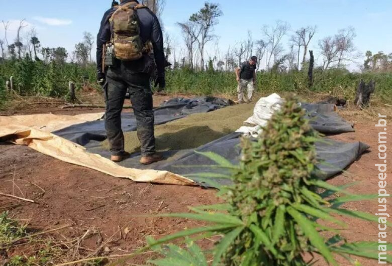 Senad destrói 24 toneladas de maconha em investida contra traficantes Senad destrói 24 toneladas de maconha em investida contra traficantes