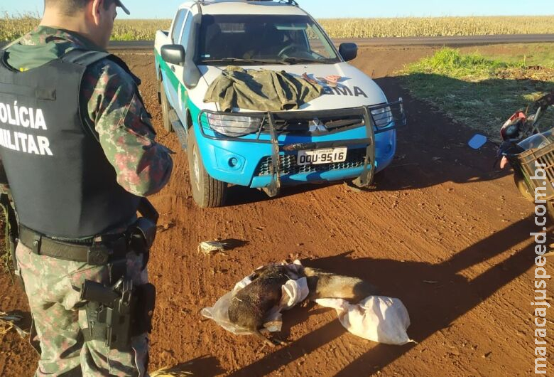 Caçador é preso após ser flagrado transportando catetos abatidos em moto