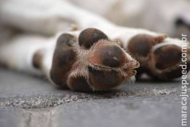 Casal mata cachorros na paulada para se defender de ataques no Mário Covas