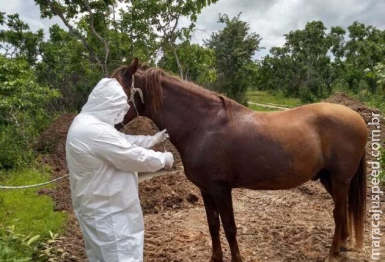 Cavalo é infectado com protozoário da doença de Chagas no Brasil
