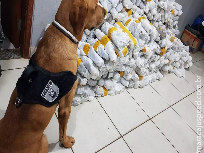 Dono de empresa de transporte desconfia de carga e PM encontra maconha avaliada em R$ 640 mil Dono de empresa de transporte desconfia de carga e PM encontra maconha avaliada em R$ 640 mil