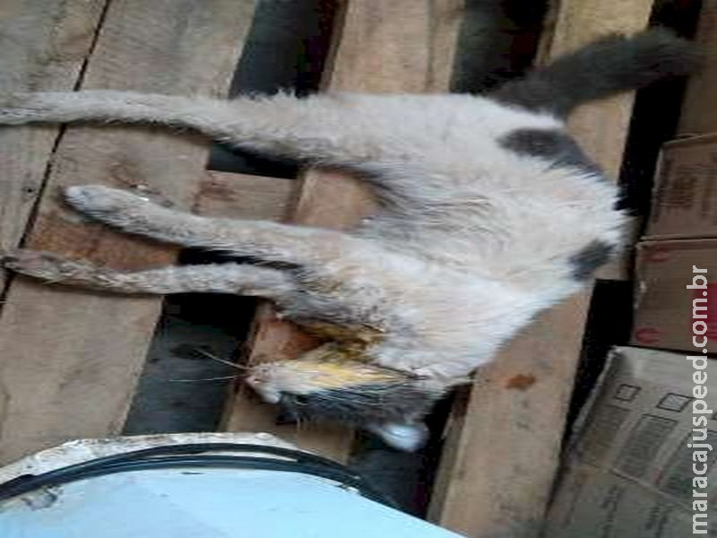 Gerente de supermercado é demitido após gato morrer envenenado em depósito Gerente de supermercado é demitido após gato morrer envenenado em depósito