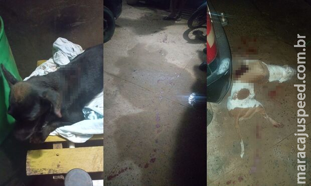 Pitbull é morto a tiros após estraçalhar gato e ferir cachorros no Rancho Alegre Pitbull é morto a tiros após estraçalhar gato e ferir cachorros no Rancho Alegre