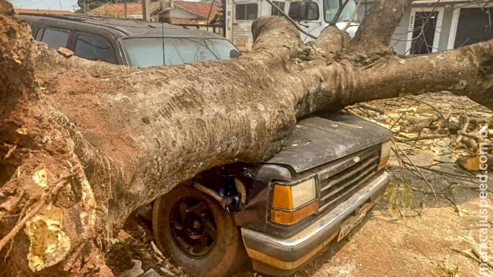Árvore de 30 anos cai durante ventania e destrói carro estacionado Árvore de 30 anos cai durante ventania e destrói carro estacionado