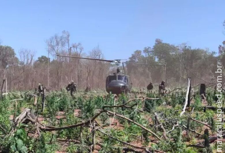 Brasil e Paraguai iniciam nova ação para erradicar plantações de maconha Brasil e Paraguai iniciam nova ação para erradicar plantações de maconha