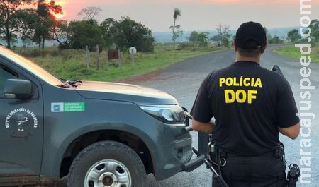 Caminhão com carga de silagem é preso pela DOF com maconha em Sidrolândia Caminhão com carga de silagem é preso pela DOF com maconha em Sidrolândia