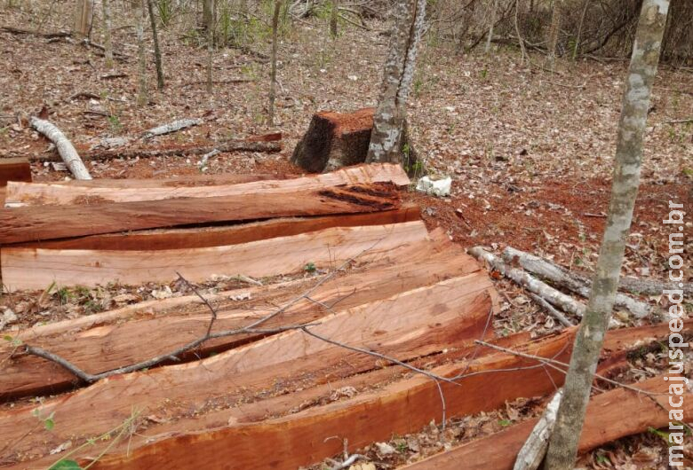 Comerciante é multado em R$ 5 mil por exploração de madeira em área protegida