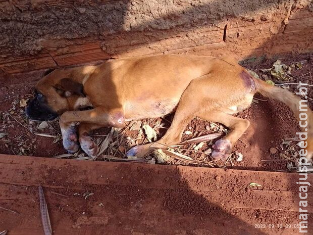 Doentes, cães são resgatados pela Decat e mulher é presa por maus-tratos em Campo Grande