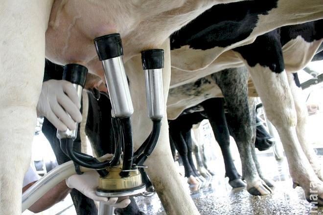 Economista do Sindicato Rural atesta que preço do leite não subirá em MS Economista do Sindicato Rural atesta que preço do leite não subirá em MS