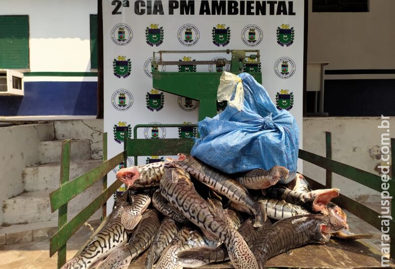Homem é preso por pesca ilegal e polícia apreende 87 kg de peixe Homem é preso por pesca ilegal e polícia apreende 87 kg de peixe
