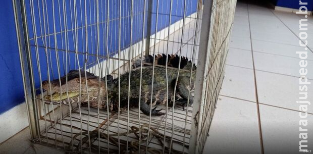 Morador captura jacaré com as próprias mãos em Três Lagoas Morador captura jacaré com as próprias mãos em Três Lagoas