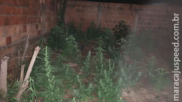 Polícia prende casal que cultivava 52 mudas de maconha em quintal de casa em Dourados