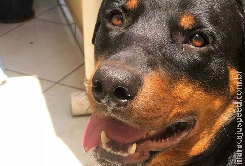 Policial diz ter sido atacado e mata Rottweiler a tiros durante caminhada