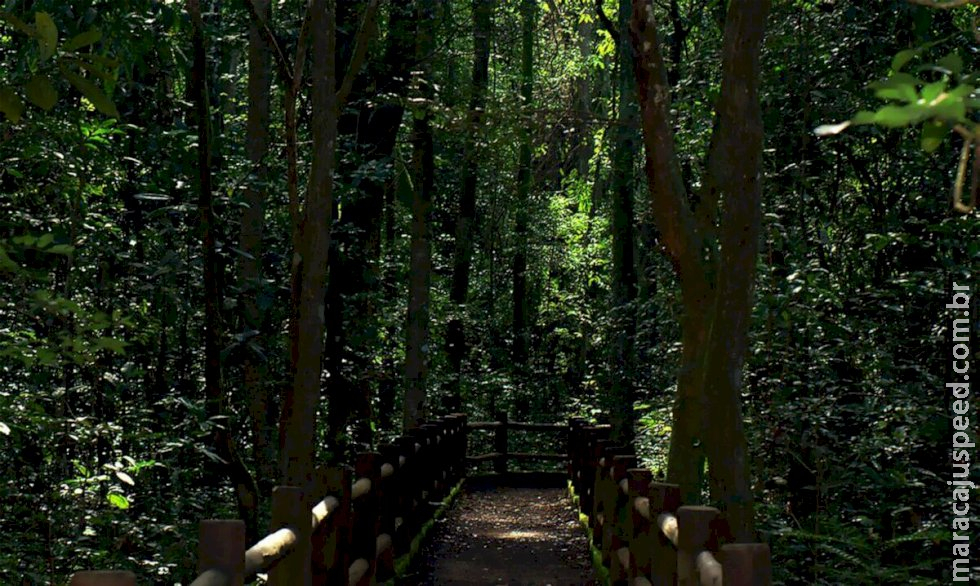 Presidente sanciona redução da Floresta Nacional de Brasília Presidente sanciona redução da Floresta Nacional de Brasília