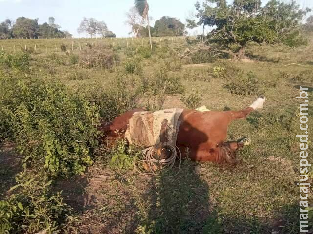 Trabalhador rural e cavalo são encontrados mortos em fazenda 