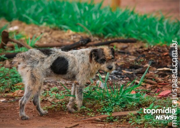 Canais para denúncia de maus-tratos serão divulgados por clínicas e pet shops em MS Canais para denúncia de maus-tratos serão divulgados por clínicas e pet shops em MS