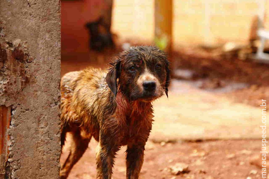 Clínicas veterinárias e loja de produtos pets devem divulgar cartazes para denúncia de maus-tratos em MS