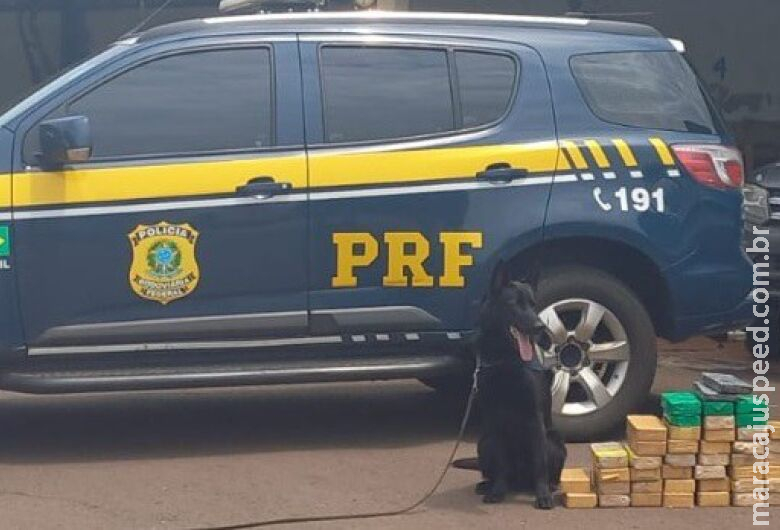 Com auxílio de cães farejadores polícia apreende 51 quilos de cocaína Com auxílio de cães farejadores polícia apreende 51 quilos de cocaína