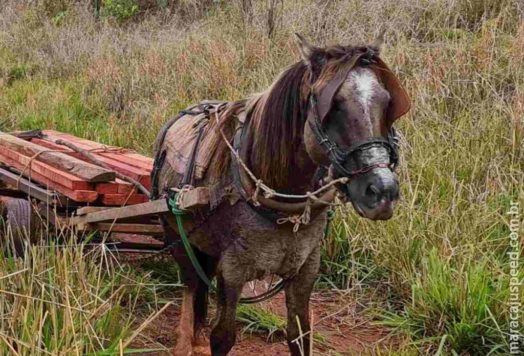 Dupla abandona carroça com ‘peroba’ ilegal em Itaquiraí