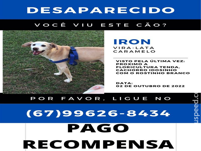 Maracaju: Procura-se animal de estimação desaparecido Maracaju: Procura-se animal de estimação desaparecido