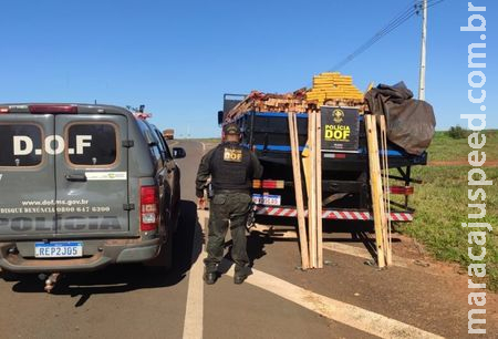 Polícia encontra quase 3 toneladas de maconha escondidas em carga de madeira Polícia encontra quase 3 toneladas de maconha escondidas em carga de madeira