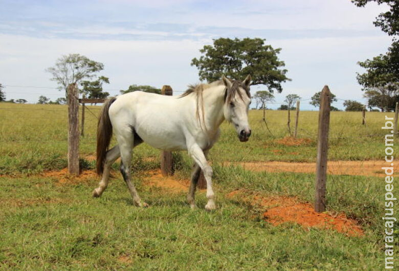 Proposta proíbe abate de cavalos e jegues para o comércio de carne