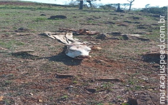Vaca é abatida e carne é furtada nas proximidades do cemitério de Caarapó Vaca é abatida e carne é furtada nas proximidades do cemitério de Caarapó