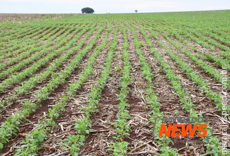 Atrasos no plantio de soja em MS e PR geram cautela na estimativa de produção Atrasos no plantio de soja em MS e PR geram cautela na estimativa de produção
