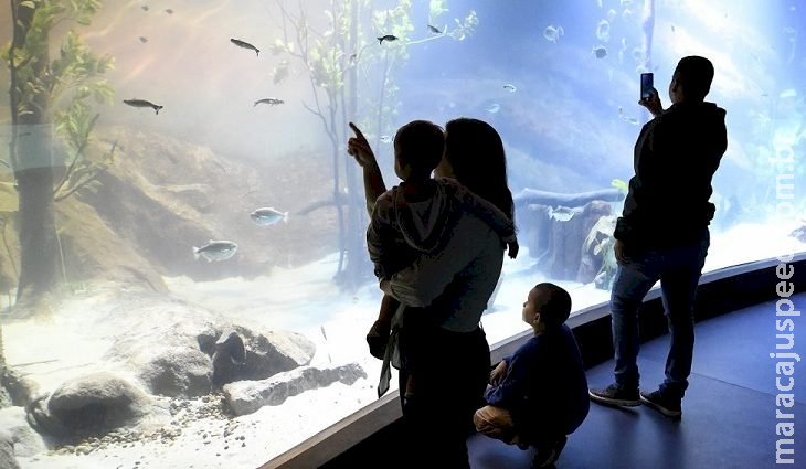 Bioparque Pantanal define horário de visitas em dias de jogos da Seleção Brasileira Bioparque Pantanal define horário de visitas em dias de jogos da Seleção Brasileira