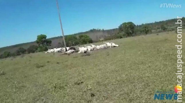 Fiação se rompe e mata 12 vacas eletrocutadas em fazenda no MS Fiação se rompe e mata 12 vacas eletrocutadas em fazenda no MS