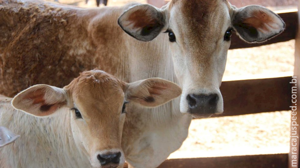 Governo de MS quer isentar produtores rurais que leiloarem e doarem animais para entidades Governo de MS quer isentar produtores rurais que leiloarem e doarem animais para entidades