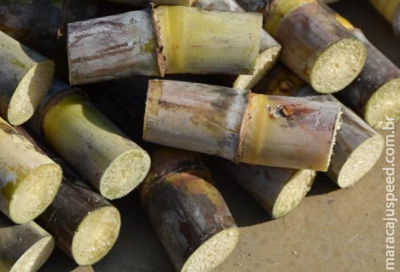 Moagem de cana-de-açúcar cresce para 26,34 milhões toneladas na primeira quinzena de novembro Moagem de cana-de-açúcar cresce para 26,34 milhões toneladas na primeira quinzena de novembro