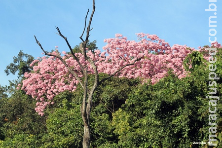 Tempo deve ser estável em Mato Grosso do Sul nesta quarta Tempo deve ser estável em Mato Grosso do Sul nesta quarta