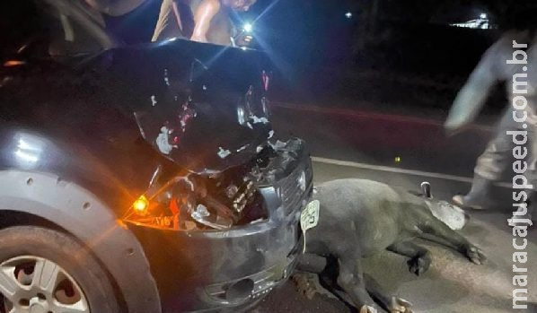 Anta é resgatada em estado grave após ser atropelada na BR-262, em Ribas do Rio Pardo Anta é resgatada em estado grave após ser atropelada na BR-262, em Ribas do Rio Pardo