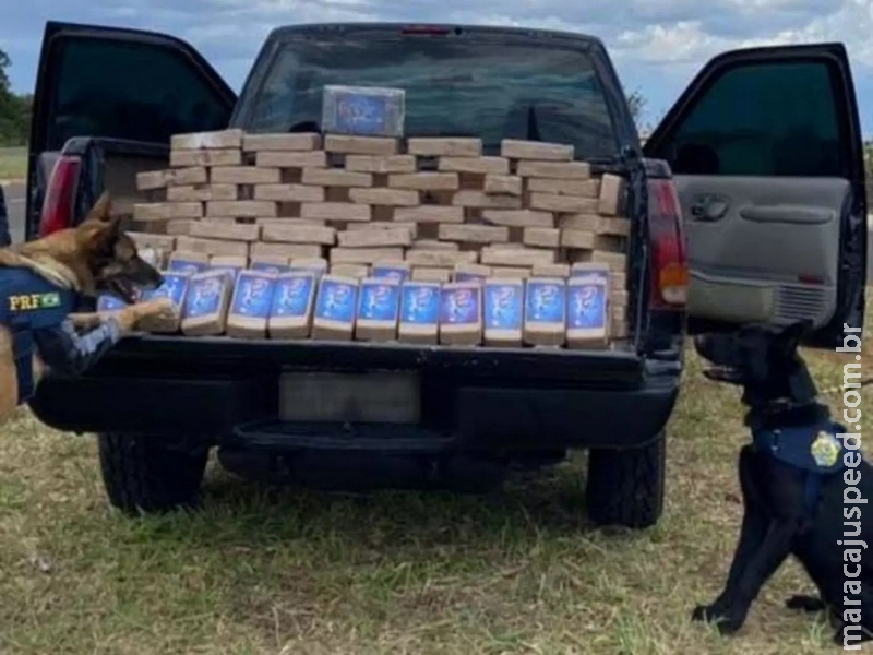 Cães farejam e encontram 126 quilos de cocaína em Silverado levada em caminhão-cegonha Cães farejam e encontram 126 quilos de cocaína em Silverado levada em caminhão-cegonha