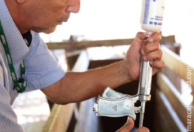 Campanha de vacinação contra febre aftosa termina nesta quinta Campanha de vacinação contra febre aftosa termina nesta quinta